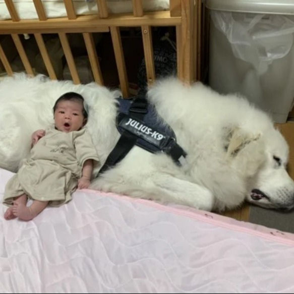 娘さんとグレート・ピレニーズのシュシュちゃん（山奥暮らしのシュシュさん／@chouchou_the_gより）