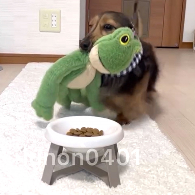 ぬいぐるみにご飯を食べさせたいダックスフンドののんくん（Instagram／@calme.diより）